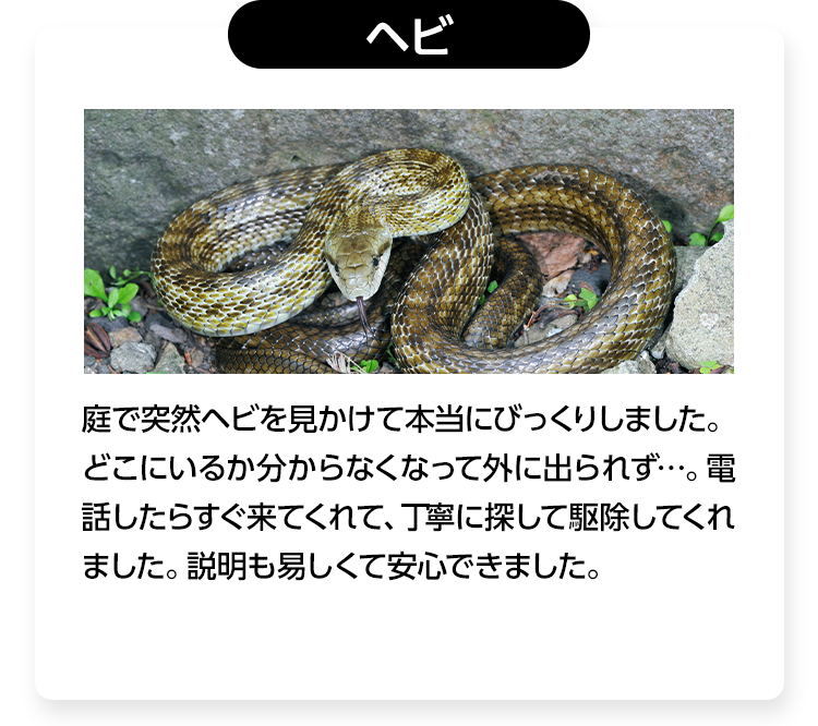 ヘビ/庭で突然ヘビを見かけて本当にびっくりしました。どこにいるか分からなくなって外に出られず…。電話したらすぐ来てくれて、丁寧に探して駆除してくれました。説明も易しくて安心できました。